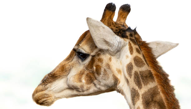 istock Reticulated Giraffe in a South African Game Reserve. 2176112553