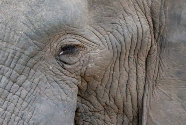 Close-up of Elephant Head