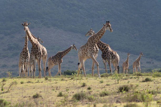 istock Reticulated Giraffe in a South African Game Reserve. 2176113463