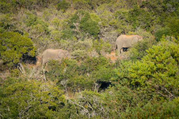 Elephant in a South African Game Reserve.