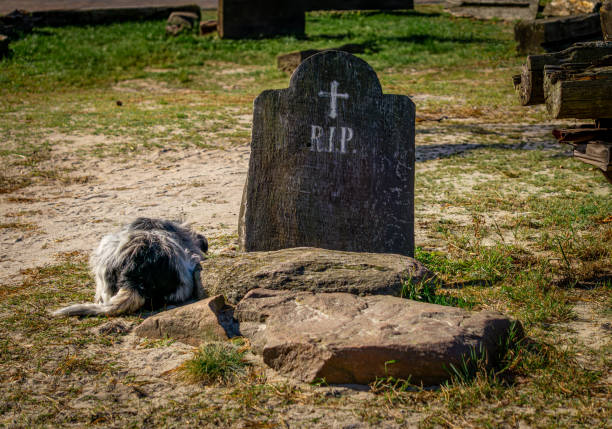 a dog lying next to an unknown grave with the word rip. a dog missing its human owner.
