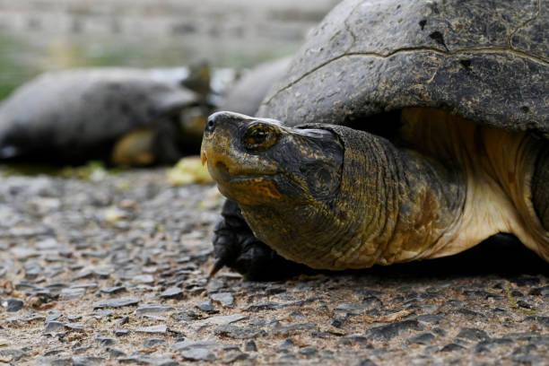istock Focus on turtles resting in the rainy atmosphere. 2176116260