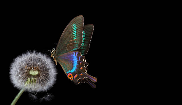 Colorful tropical swallowtail butterfly on white dandelion flower isolated on black. copy space