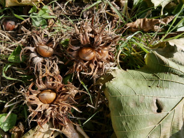 istock Corylus colurna nuts fallen on the ground in involucre, septembe 2176120003