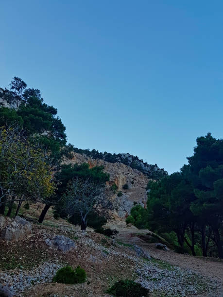 istock Remarkable natural scene where a fig trees and a pine trees intertwine in a harmonious embrace 2176120769