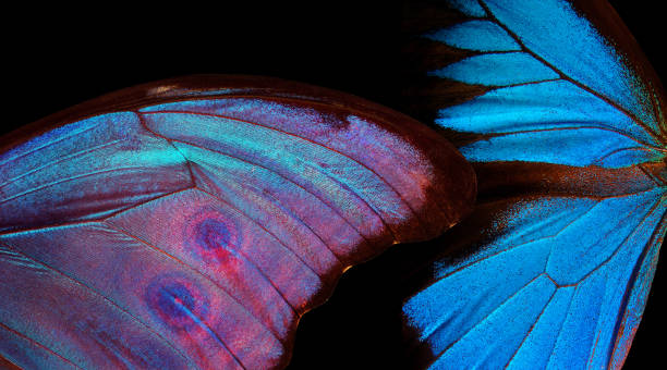 istock Wings of a butterfly Morpho and Ulysses texture background. 2176124082