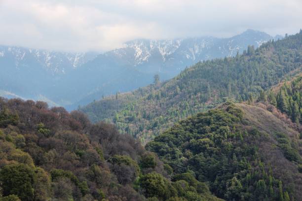 istock National Forest in California 2176124632