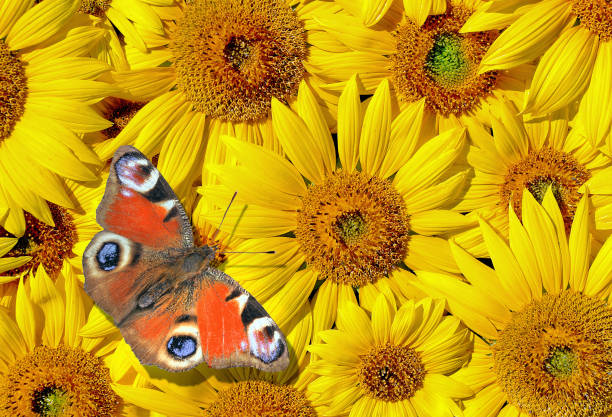Bright red peacock butterfly on sunflower flowers
