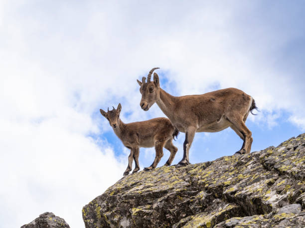 istock Wild goats in the mountains 2176124877