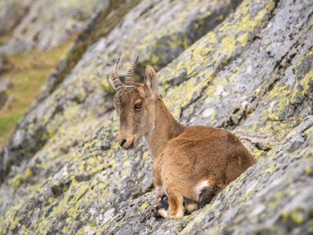 Ibex, Angles animal park, Capcir, Pyrénées-Orientales