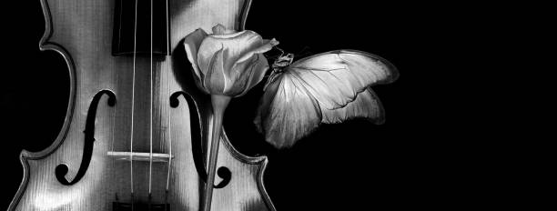 istock violin, rose and tropical morpho butterfly on black. copy space. black and white 2176126343