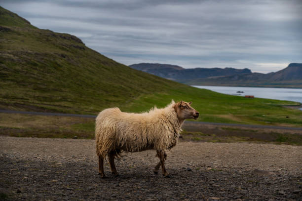 istock Kirkjufell, Iceland 2176126729