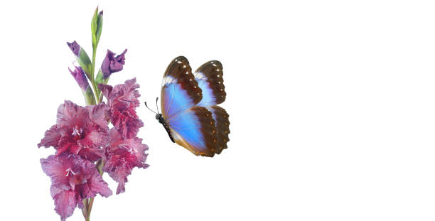 istock bright blue morpho butterfly on colorful gladiolus in water drops isolated on white. copy space 2176128629