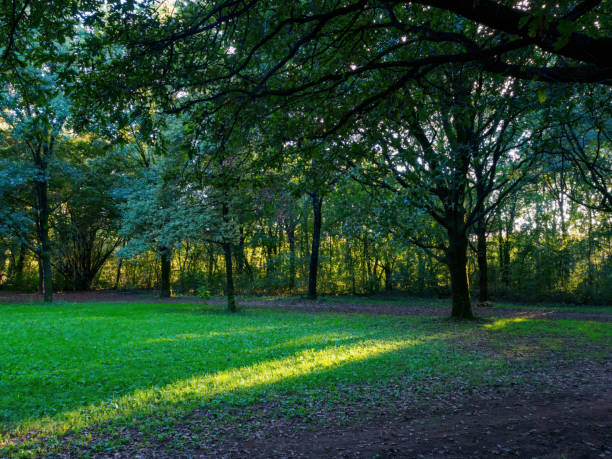 A public park at sunset in the backlit light.