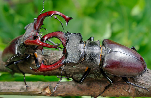 istock Stag beetles. Duel of two males. close up. 2176130896