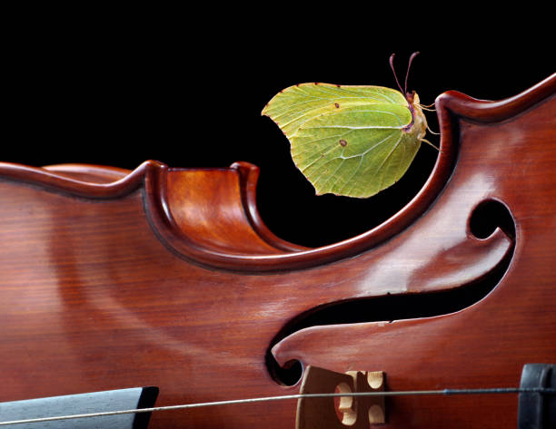 istock small yellow butterfly on violin close up 2176130921