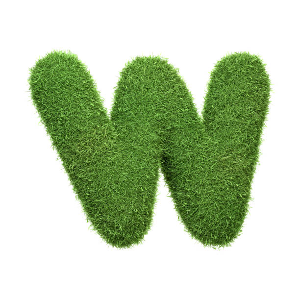 istock Capital letter W shaped from lush green grass, isolated on a white background 2176131049