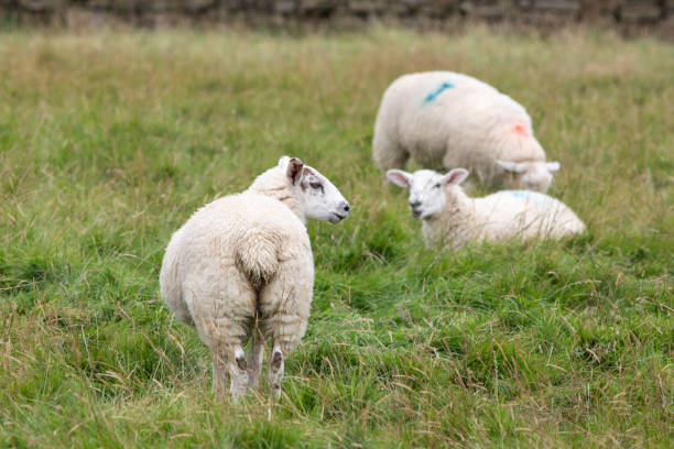 istock Herd of sheep in a grass field 2176131486