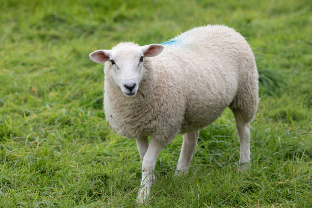 istock One sheep standing in a grass field looking at the camera 2176131541