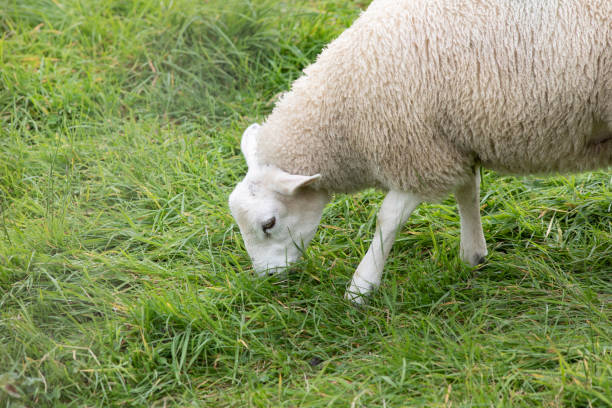 istock Sheep grazing in a grass field 2176131548
