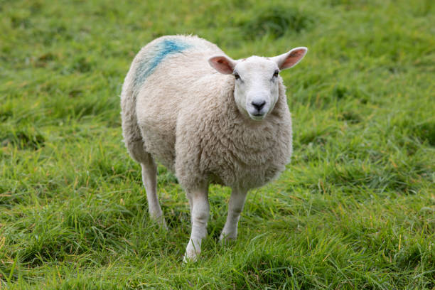 istock One sheep standing in a grass field looking at the camera 2176131590