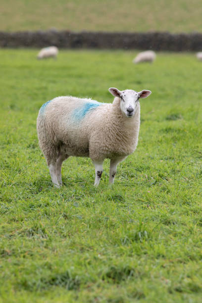 istock Sheep standing in a grass field looking at the camera 2176131628