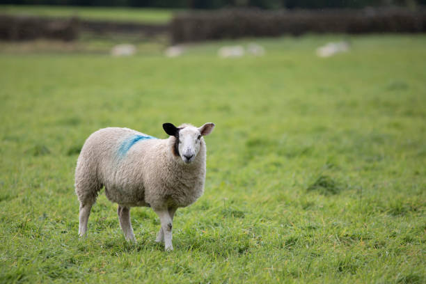 istock Sheep standing in a grass field looking at the camera 2176131662
