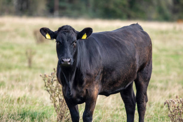 istock Black cow standing in a field 2176131837