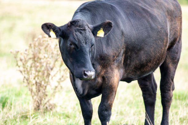 istock Black cow standing in a field 2176131854
