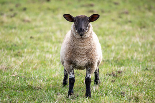 istock Sheep in a field looking at the camera 2176132230