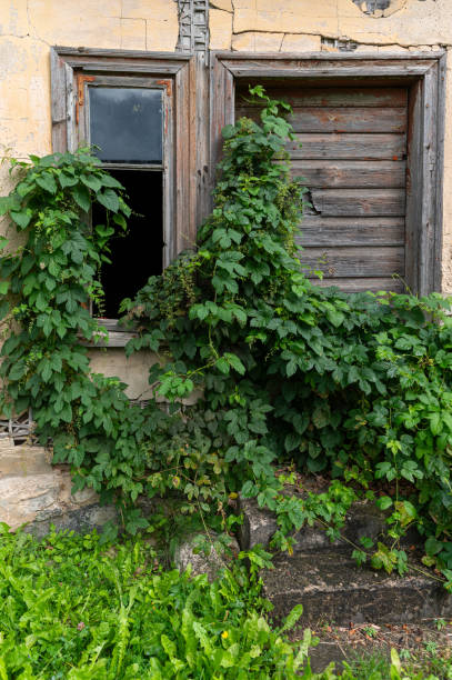 istock Overgrown windows of an abandoned building surrounded by lush greenery in daylight 2176133534