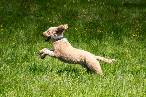 A cockapoo dog is enjoying himself, playing  in a grassy field, leaping through the grass