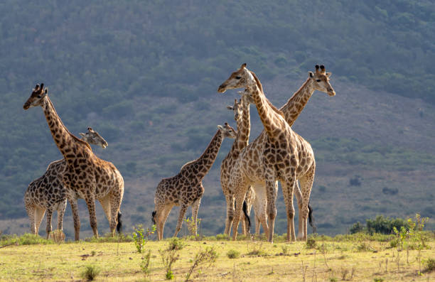 Reticulated Giraffe close-up portrait in a South African Game Reserve portrait. It is a herd or tower of giraffes walking across grassland in early morning light. There are a mix of male, female and youngsters.