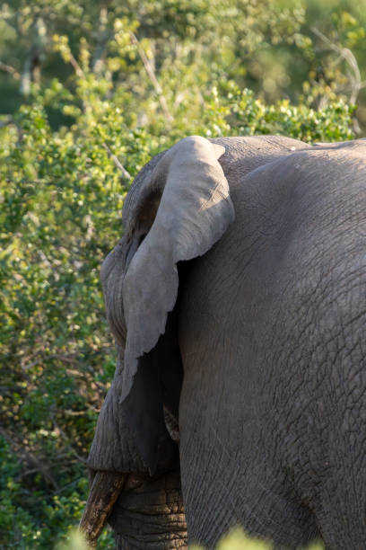 Elephant in a South African Game Reserve.