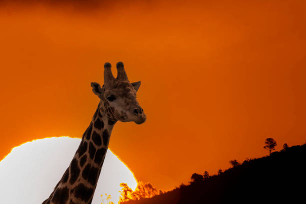 Reticulated Giraffe in a South African Game Reserve, feeding on bushes and trees. A female giraffe at sunset.