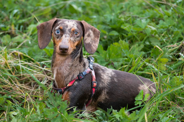 A dappled chocolate brown dachshund dog with different coloured eyes playing in green vegetation, wearing a small harness