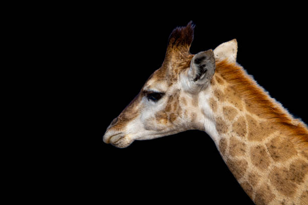 Reticulated Giraffe close-up portrait in a South African Game Reserve portrait. It is a female and is side on to the camera.