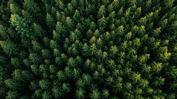 Aerial view of trees in forest in Germany