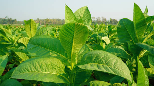 istock tobacco plant leaves 2176143539