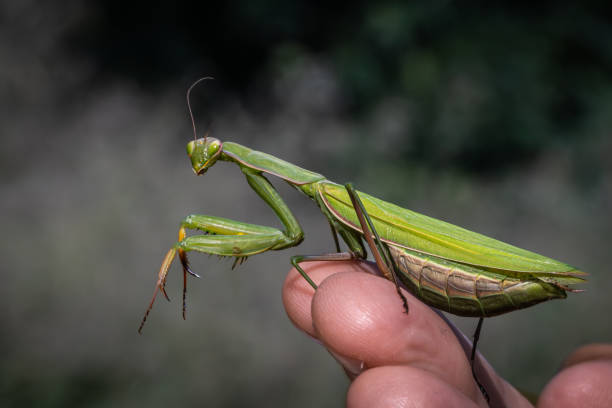 A Giant Asian mantis or Harabiro Mantis waiting for a prey  in the rain tropical  forest on the island of Bali in Indonesia.