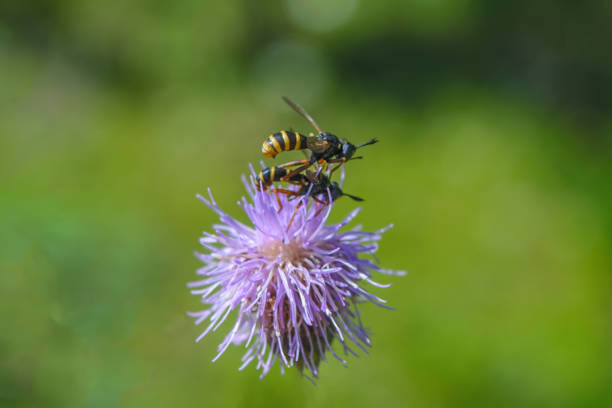 The European beewolf (Philanthus triangulum). Male and female during the breeding season.