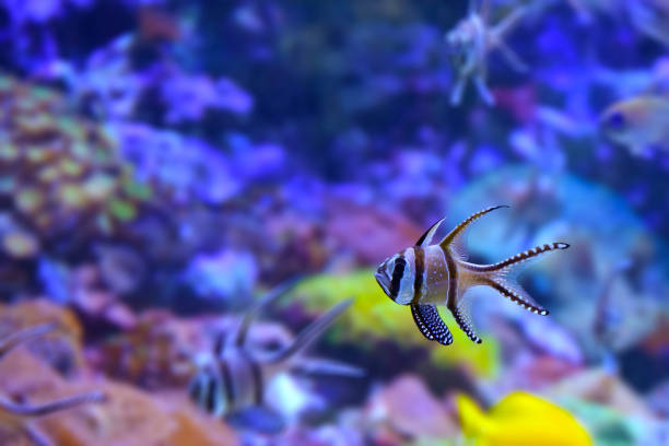 Apogon kauderni or Zebra apogon - (lat. Pterapogon kauderni). Not a large fish, lives in the western Pacific Ocean near the equator.