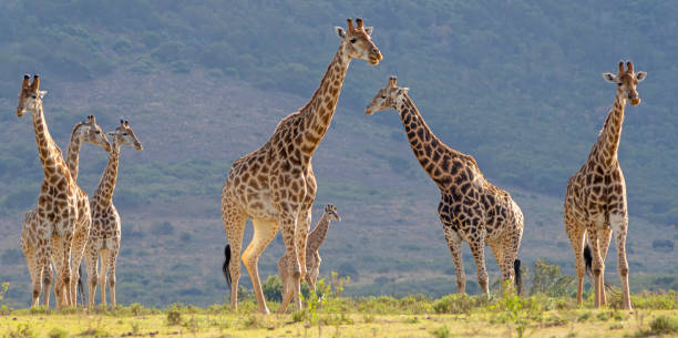 Reticulated Giraffe close-up portrait in a South African Game Reserve portrait. It is a herd or tower of giraffes walking across grassland in early morning light. There are a mix of male, female and youngsters.