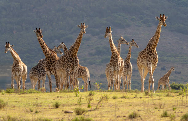 Reticulated Giraffe close-up portrait in a South African Game Reserve portrait. It is a herd or tower of giraffes walking across grassland in early morning light. There are a mix of male, female and youngsters.