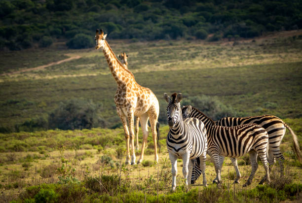 Zebra and reticulated Giraffe in a South African Game Reserve.
