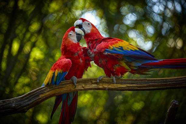 istock Two ara parrots on brunch with green background 2176153338
