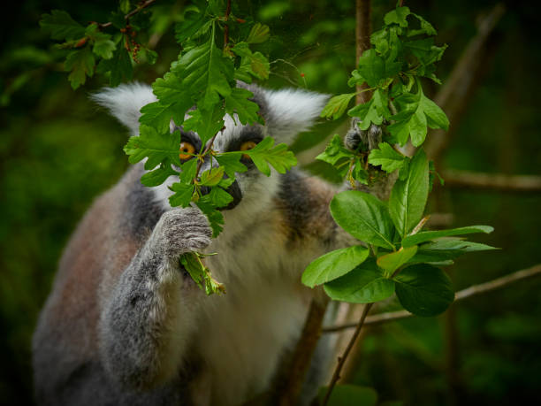 One animal lemur catta looking at the camera between leafs