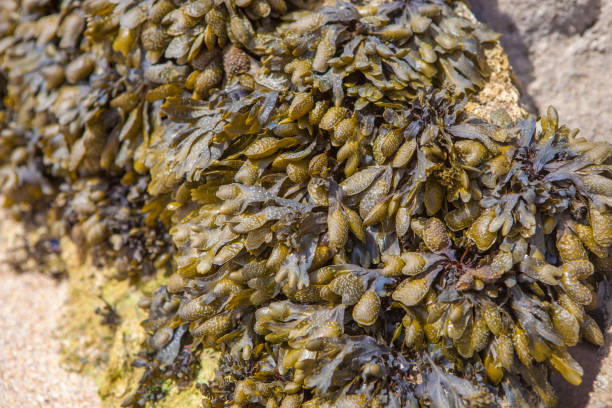 istock Bladderwrack seaweed or Fucus vesiculosus 2176153860