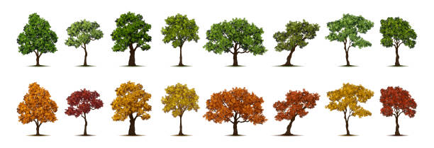 stockillustraties, clipart, cartoons en iconen met trees with spring and autumn foliage. vector isolated set of realistic plants with leaves. seasonal greenery and botany design. natural landscape, garden or eco environment scenery yard - boom