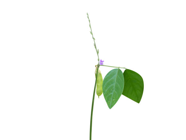 Teramnus labialis or blue wiss been on white background